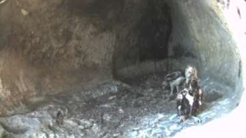 Уеб камера показва онлайн как расте малко лешоядче