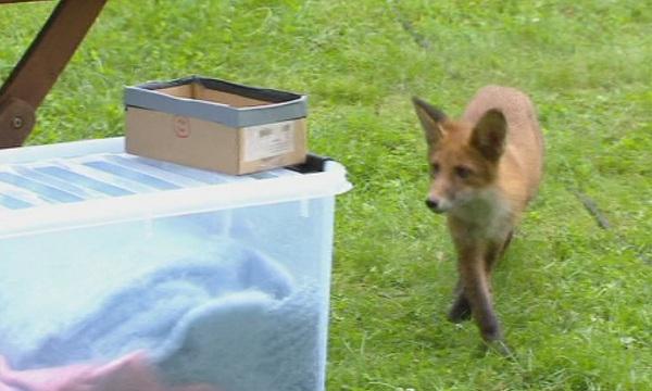 Любопитна лисица нахлу в телевизионно студио