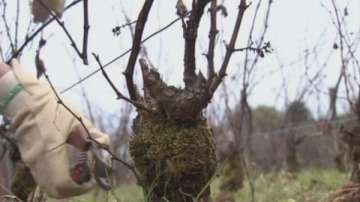 Във Франция глобиха винопроизводител, отказвал да пръска лозята с пестициди