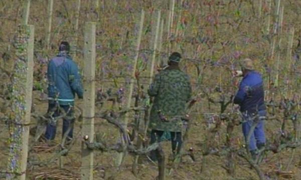 Историята на трима братя - лозари