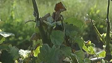 Винопроизводители от района на Сандански масово отказват да гледат лозя