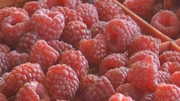 Малини и боровинки са хит на пазара в Благоевград