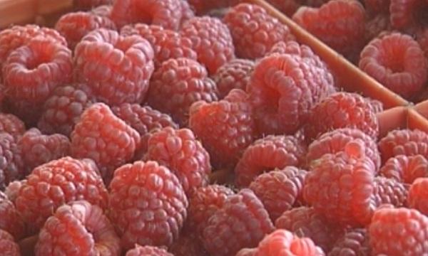 Малини и боровинки са хит на пазара в Благоевград