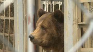 Извеждат двете мечки Бойка и Станди от лесопарк Липник заради лошите уловия