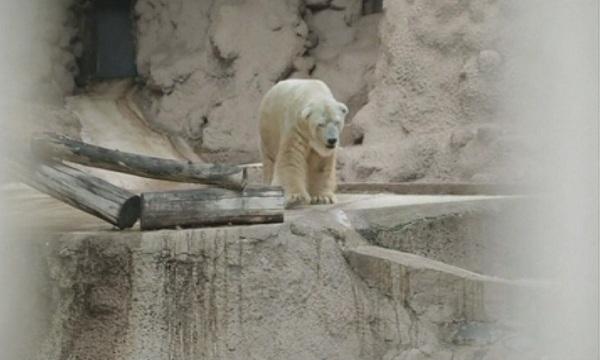 Аржентина отказа да транспортира полярна мечка в Канада