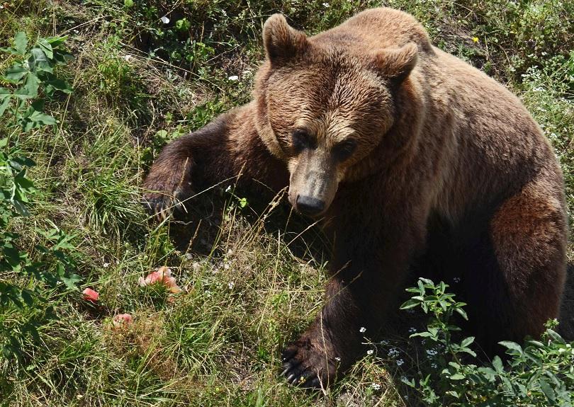 Гладни мечки тормозят жителите на румънски градове