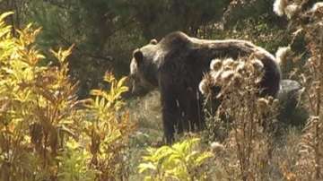 По документи - площта на парковете Рила, Пирин и Централен Балкан се свива