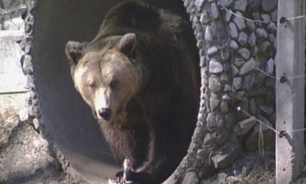 Топлото време събуди мечките в Белица