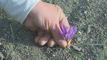 В търсене на алтернатива на тютюна