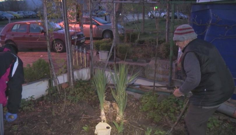 Акция за масово засаждане на цветя в софийския квартал Младост