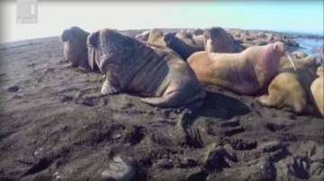 Зелена светлина: Моржовете и климатичните промени