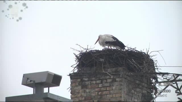 Подай ръка ... на щъркел