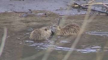 Нутрии изчистиха канала на село Мокрище