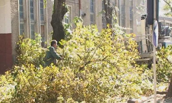 Опасни клони и дървета в центъра на Търговище