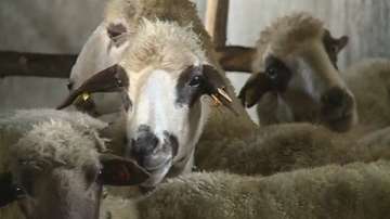 Изтича срокът, в който животновъди регистрират щетите от син език