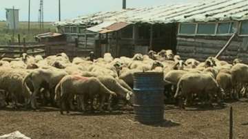  Липса на профилактика сред селскостопанските животни обрича фермери на фалит