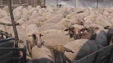 Агенцията по безопасност на храните е отговорна за щетите от син език (ОБЗОР)