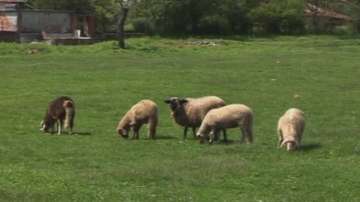 В Ямболско умъртвяват болни от син език животни