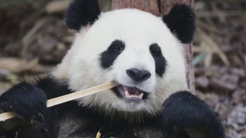 Няколко панди от Китай показаха че снегът може да носи