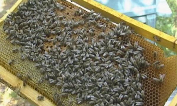 пчелите бъдат дресирани кучета