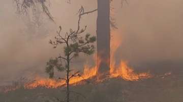 Над 11 хиляди декара пустош заради пожарите