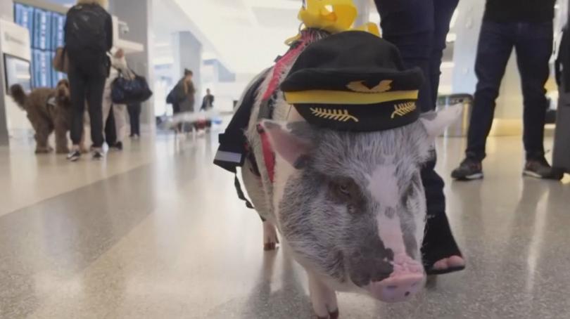 Пътуванията със самолет независимо чести или за първи път