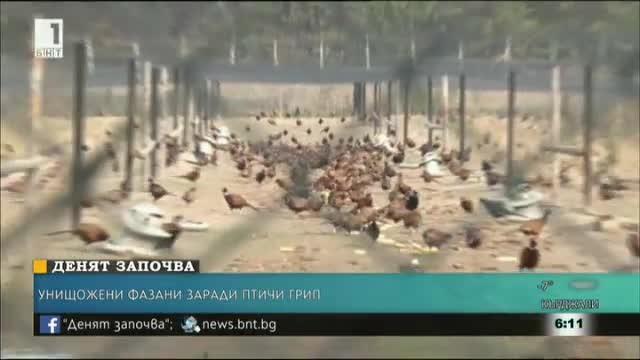 ​Над 5000 фазана бяха​ умъртвени заради птичи грип край Елхово
