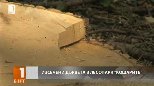 ​Изсичат десетки дървета в лесопарк Кошарите в София