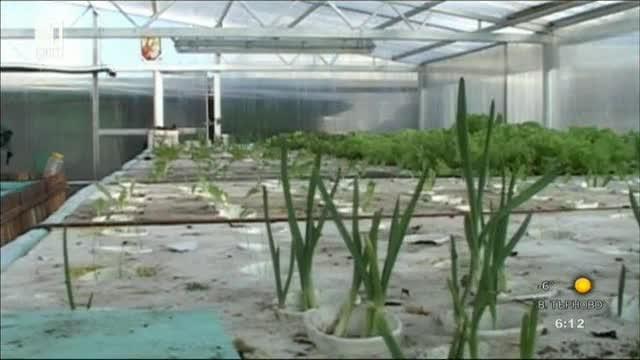 Мъж от Видин отглежда шарани и зеленчуци заедно