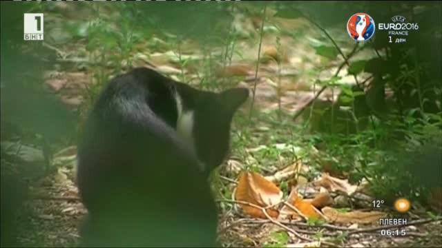 Кастрират безплатно бездомни животни в Пловдив