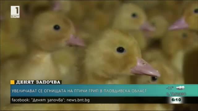 Увеличават се огнищата на птичи грип в Пловдивско