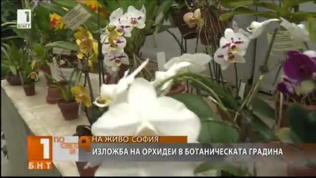 Около 60 вида орхидеи представя изложба в Ботаническата градина на БАН