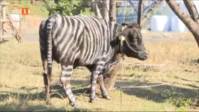 Иновативно и нискотехнологично решение на стар проблем Измислено в Япония