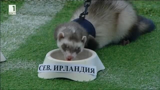 Прогнозата на порчето Аппа