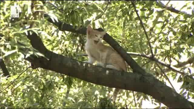 Столични пожарникари спасиха коте близо до Орлов мост