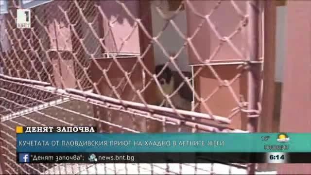 ​Охлаждат кучетата в пловдивския приют през летните дни
