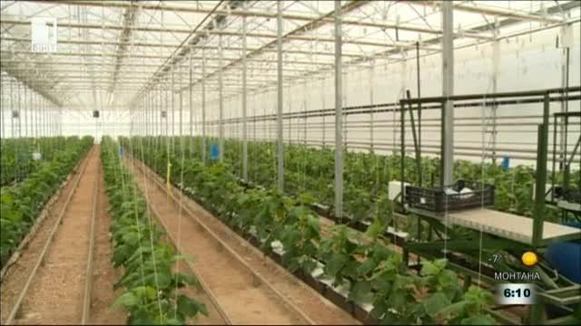Нови технологии намаляват цената на българските оранжерийни краставици