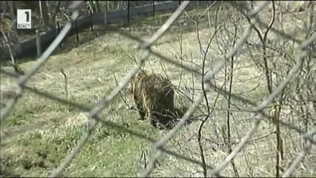 Мечките от Парка край Белица се събудиха от зимен сън