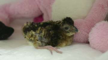 В Бразилия се появи птица, смятана за изчезнала