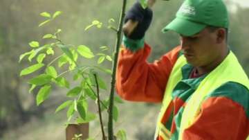 Зелена светлина: Растения поглъщат отровни вещества