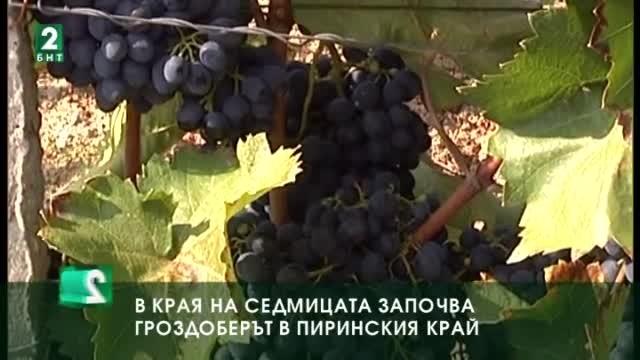 В края на седмицата започва гроздоберът в Пиринския край