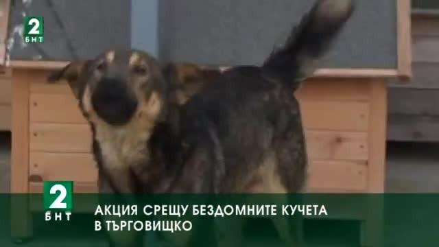  Акция срещу бездомните  кучета в Търговищко
