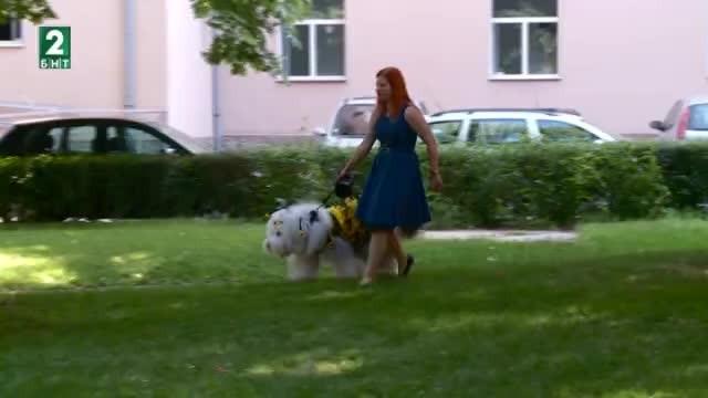 Бобтейлът Мон влиза в час в Пловдив
