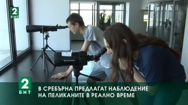 В Сребърна предлагат наблюдение на пеликаните в реално време