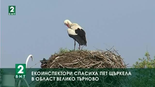Екоинспектори спасиха пет щъркела в област Велико Търново