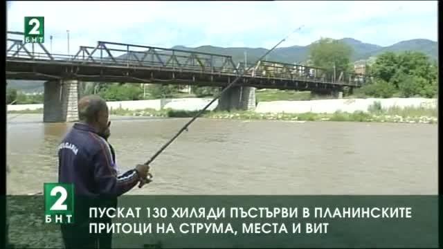 Пускат 130 хиляди пъстърви в планинските притоци на реките Струма, Места и Вит