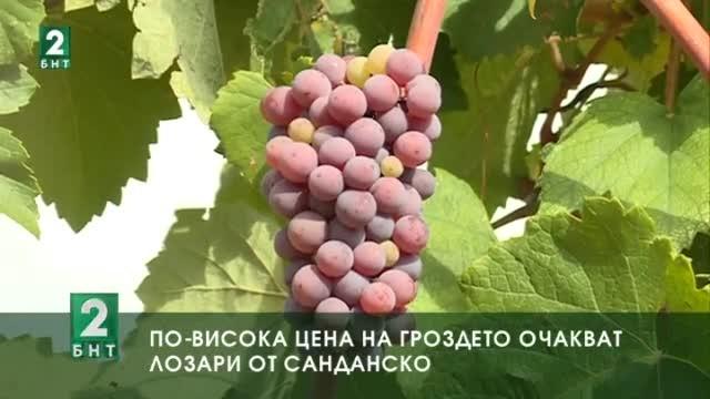 По-висока цена за гроздето очакват лозари от Санданско