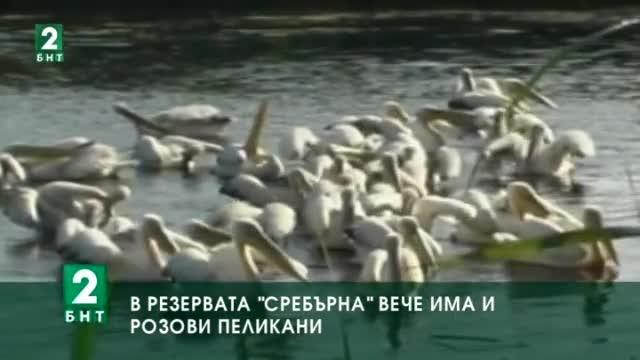 В резервата „Сребърна” вече има и розови пеликани