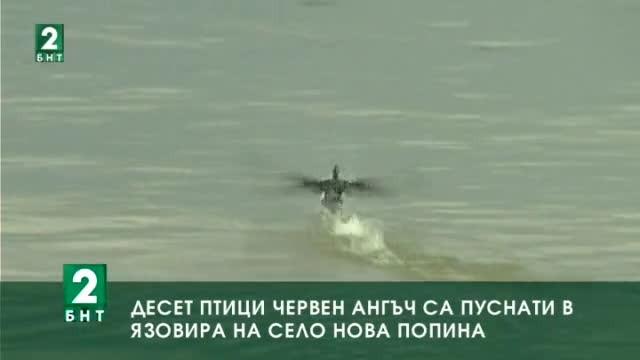 Десет птици от вида червен ангъч са пуснати в язовира на село Нова Попина