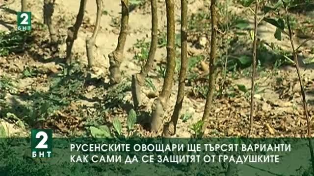 Русенските овощари ще търсят варианти как сами да се защитят от градушките